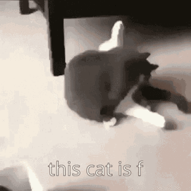 This Cat Is F Funny GIF
