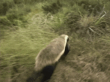 Honey Badger Angry GIF - Honey Badger Angry Attack GIFs