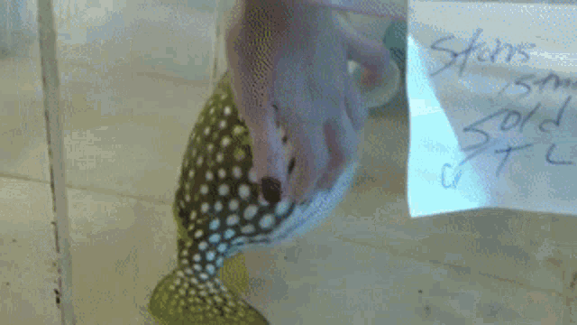 Pufferfish Pet GIF - Pufferfish Pet GIFs
