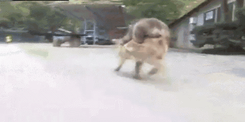 a dog is running down a road in front of a house