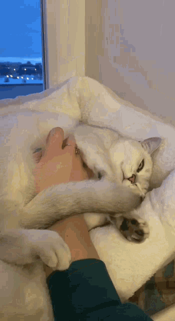 a person is petting a white cat laying on a bed