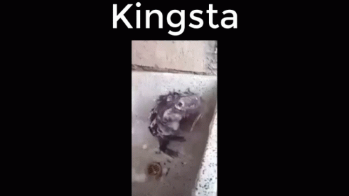 Kingsta GIF - Kingsta GIFs