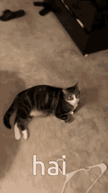 a black and white cat is laying on a carpet with the word hai written on it