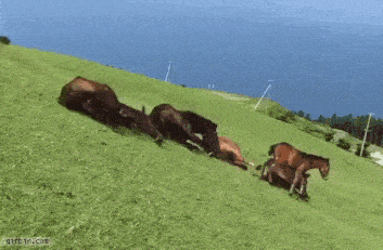 a herd of horses are running down a hill .