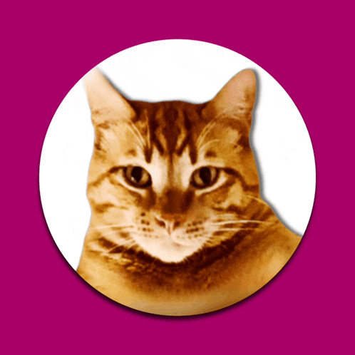 a cat 's face is shown in a white circle on a pink background