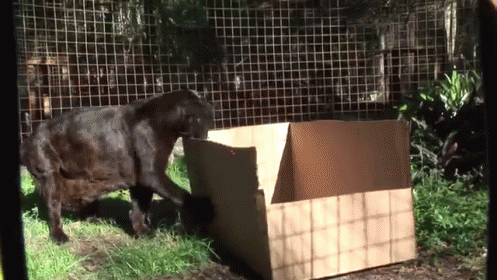 Big Cats Like Boxes Too! GIF - Wildlife GIFs