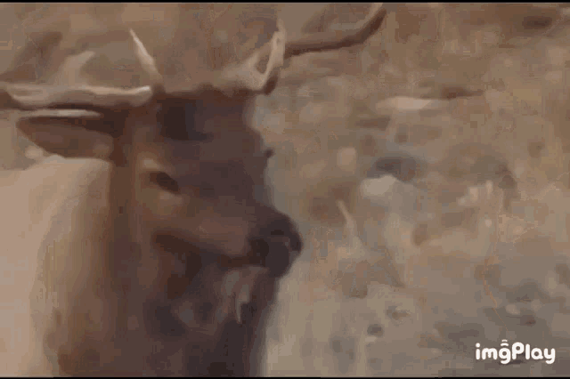 Elk Heat GIF - Elk Heat Rutting GIFs