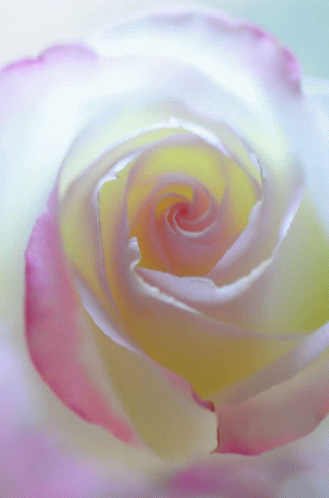 Pink Love Rose 7755 GIF - Pink Love Rose 7755 GIFs