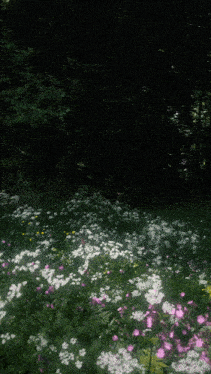 a field of white and pink flowers in a forest