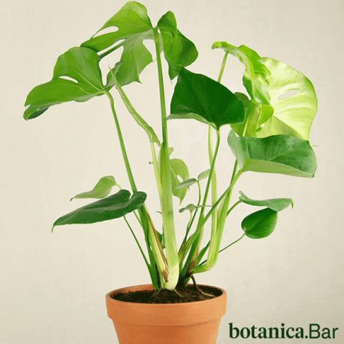 Botanic Botanica Bar GIF - Botanic Botanica Bar Plants GIFs