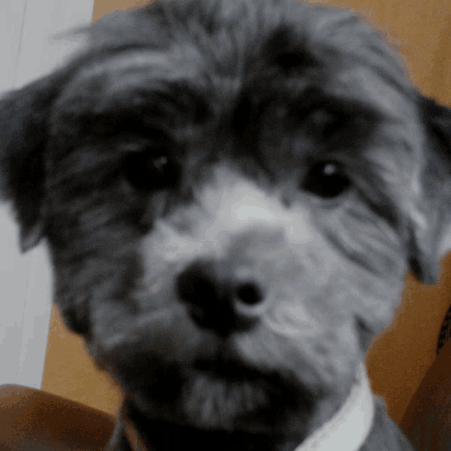 a close up of a dog 's face with a yellow background