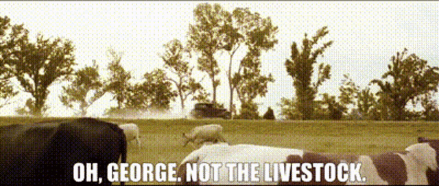 a cow is laying in a field with the words oh george not the livestock