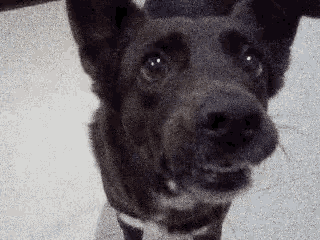 a close up of a dog 's face with a white background