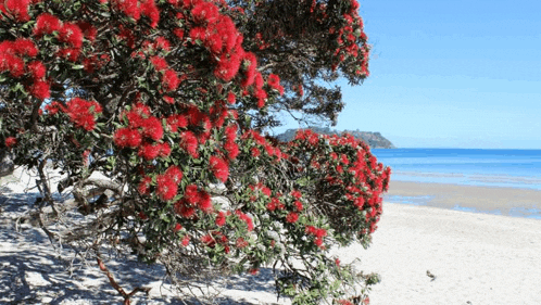 a tree with red flowers on it is on the beach