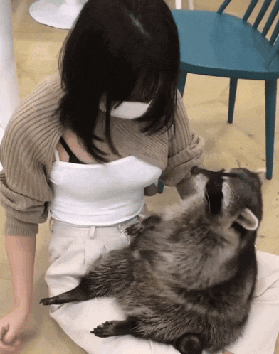 a raccoon laying on a woman 's lap with a blue chair in the background