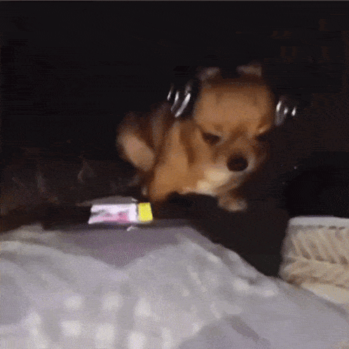 a small brown dog wearing headphones is sitting on a bed