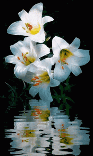 Flowers Images GIF - Flowers Images GIFs