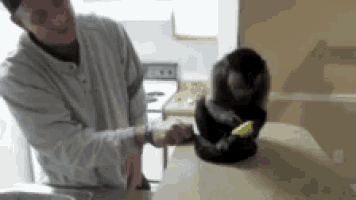 a man is cutting a banana with a monkey sitting on the counter