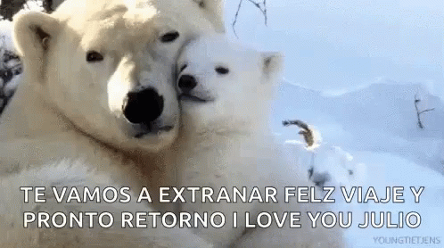Te Vamos A Extranar I Love You Julio GIF - Te Vamos A Extranar I Love You Julio Polar Bears GIFs