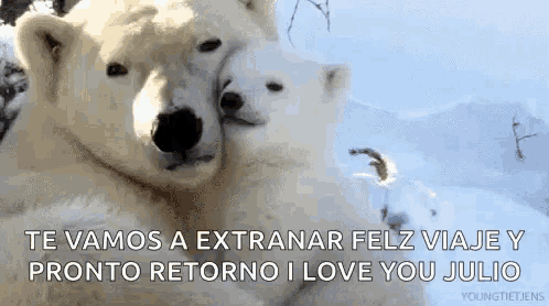 a couple of polar bears hugging each other in the snow with a message in spanish .