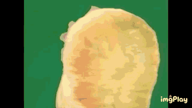 a close up of a potato chip on a green background with the words imgplay at the bottom