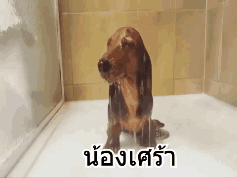a dog is sitting in a bathtub with water dripping from its head .