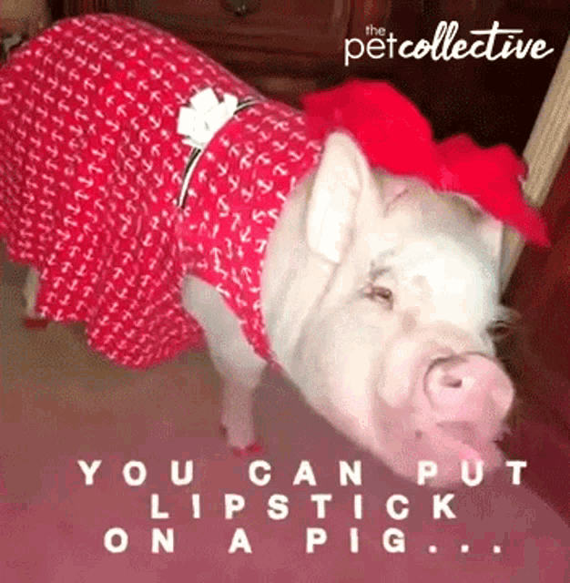 You Can Put Lipstick On A Pig Pout GIF - You Can Put Lipstick On A Pig Pout Dress Up GIFs