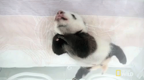 Baby Wiggle GIF - Nat Geo Nat Geo Wild Panda Babies GIFs