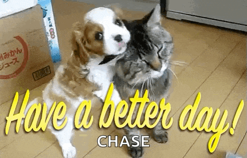 a dog and a cat are hugging each other and the words `` have a better day chase '' are written above them .