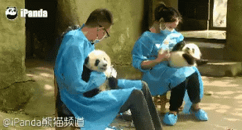 熊猫 喂奶 有爱 可爱 GIF - Bottle Feeding Panda Cute GIFs