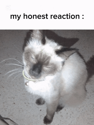 a picture of a cat with the words " my honest reaction " above it