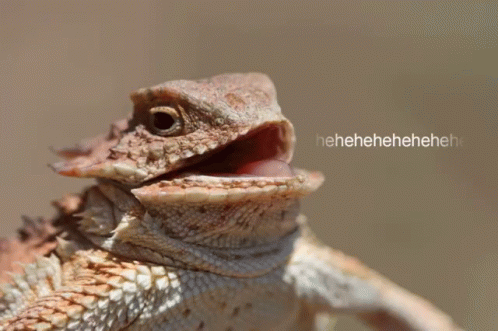 Laughing Lizard GIF - Laughing Lizard Hehehe GIFs