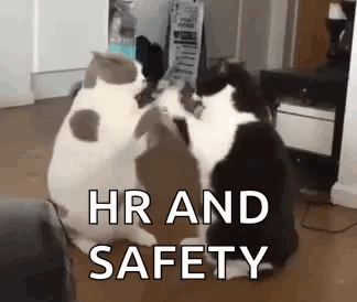Cat Fight GIF - Cat Fight Funny Animals GIFs