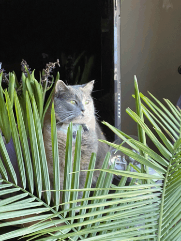 Jungle Cat GIF - Jungle Cat GIFs