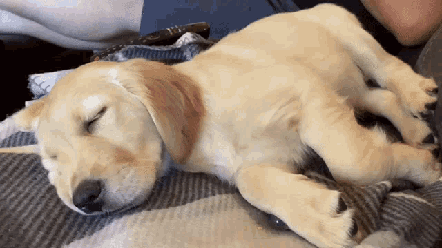 Golden Retriever GIF - Golden Retriever Puppy GIFs