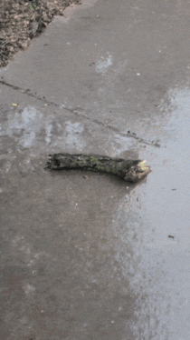 a piece of wood is laying on the ground in a puddle of water