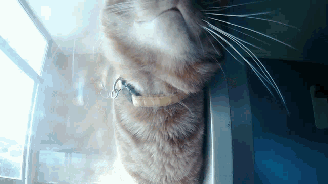 a close up of a cat with a collar on