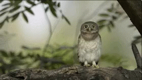 Owl Cute GIF - Owl Cute Looking GIFs