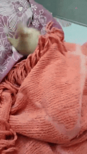 a person is laying on a bed with a pink blanket and a purple comforter .