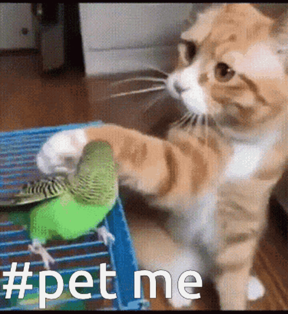 Pet Me Cat GIF - Pet Me Cat Cute GIFs