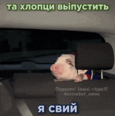 a picture of a pig in the back seat of a car with russian writing on it