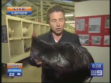Attacked By A Big Black Rooster GIF - Fail News Big Black Rooster GIFs