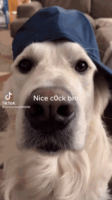 a dog wearing a blue hat with the words nice cock bro written on it