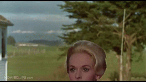 Who'S Afraid Of A Few Crows? GIF - Birds Classic Alfred Hitchcock GIFs