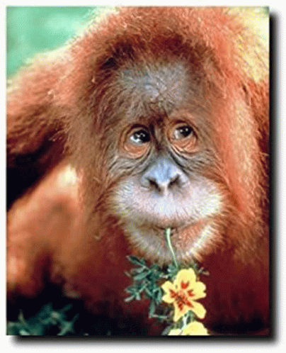 Orangotango Assasino GIF - Orangotango Assasino Perigoso GIFs