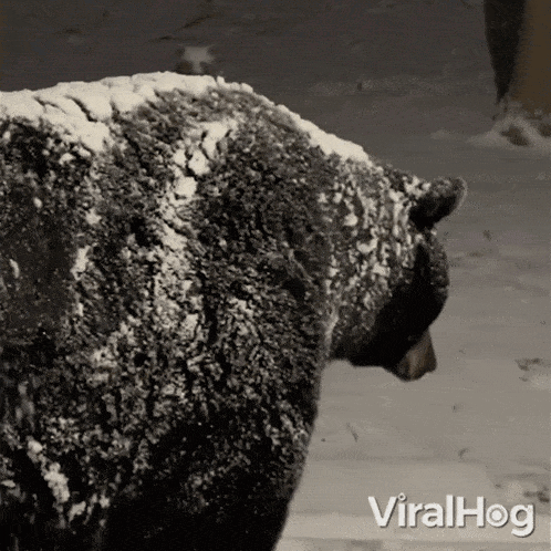 Taking Off The Snow Bear GIF - Taking Off The Snow Bear Viralhog GIFs