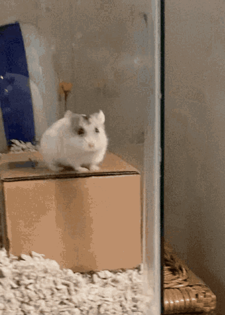 Hamster Flipping GIF - Hamster Flipping Out GIFs