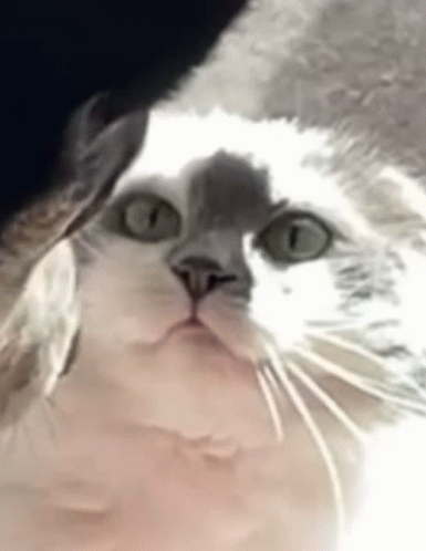 Kitty Disappointed GIF - Kitty Disappointed Step Off GIFs