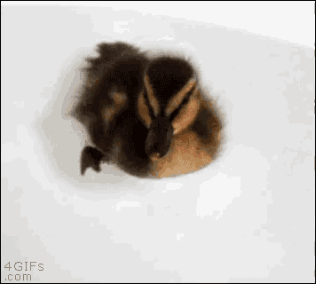 a baby duck is swimming in a bathtub with its beak open .