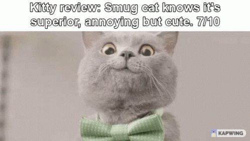 Cat Review Kitty Review GIF - Cat Review Kitty Review Cat GIFs